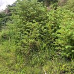 Solvista Park, Maracas, St. Joseph