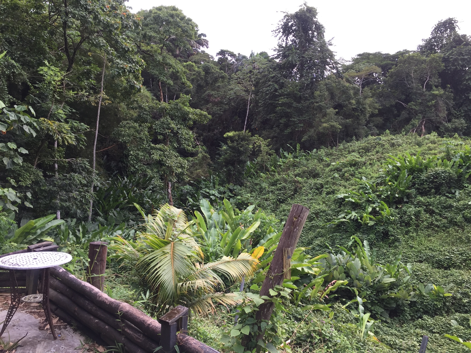 Land for Sale in Mason Hall, Tobago Gregoire’s Real Estate