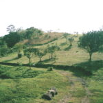 Pentlands Plymouth, Tobago