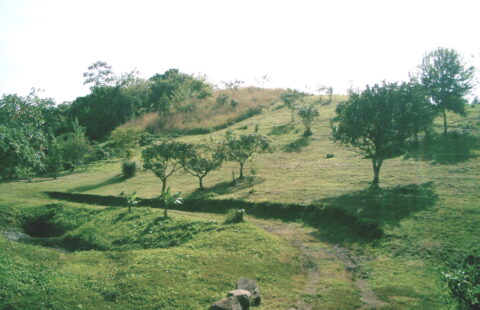 Pentlands Plymouth, Tobago